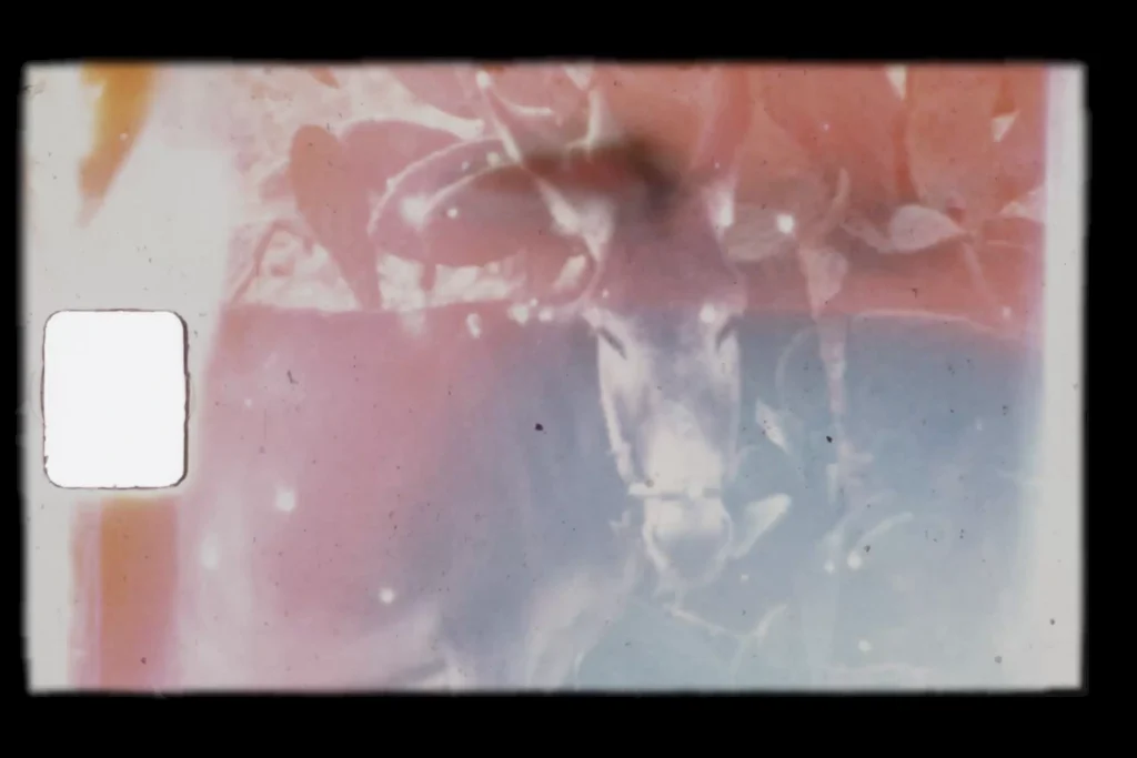 thesun still s8donkey 1 analog super 8 film showing a donkey